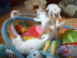 Une grande partie de jeu pour ces chatons Anatoli