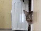 Une partie de cache-cache pour ce chat Européen