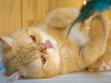 Chatte Exotic Shorthair qui joue avec un plumeau