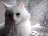 Ce chat Anatoli est intrigué par de la neige