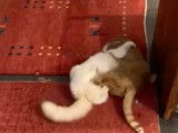 Une bagarre intense entre ces chats Anatoli