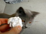 Ce Chartreux rapporte la balle comme un chien