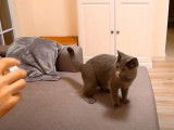 Ce chat Chartreux rapporte la balle