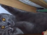 Ce Chartreux attrape les doigts de sa propriétaire