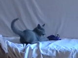 Un chaton Bleu Russe de 11 semaines en train de jouer