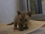 Un chaton Burmese Américain qui joue