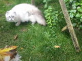 Une session de jeu pour ce chat Chinchilla