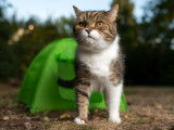 Un chat sort d'une minuscule tente verte