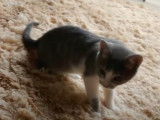 Un chat Brazilian Shorthair qui joue à la balle