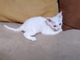 Un chaton Devon Rex qui  joue avec son maitre