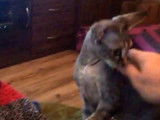 Une session de jeu pour ce Devon Rex