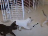 Des chatons Havana Brown en train de s'amuser