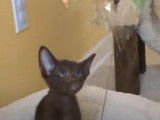 Un maitre de chatons Havana Brown qui les stimule