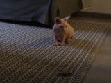 Une grande partie de jeu pour ce chaton Donskoy