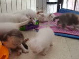 Une fratrie de chatons Foldex qui joue de manière complice