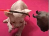 Chatons Bambino qui jouent avec un plumeau