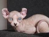 Un chaton Elf-Cat qui joue avec son maitre et un plumeau