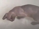 Un chat Elf-Cat qui nage dans la baignoire