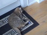 Un chat Californian Spangled qui joue avec un jouet en forme de souris
