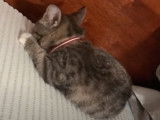 Un chaton Californian Spangled qui mordille un tapis