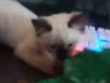Un chaton Asiatique en train de jouer avec une feuille