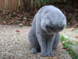 Un chat Scottish Fold qui s'amuse avec une branche