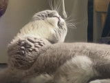 Un chat Scottish Fold joue avec un câble informatique