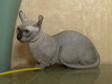 Un chat Dwelf qui ne semble pas vouloir jouer