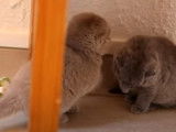 Deux chatons Scottish Fold d'un mois qui jouent de manière complice