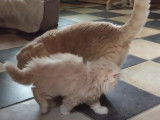 Une journée dans le quotidien d'un chaton Highland Straight
