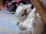 Une grande partie de jeu pour un chaton Highland Straight