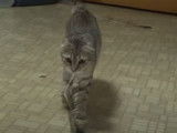 Un Highlander s'amuse avec une plume