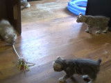 Des chatons Highlander profitent d'accessoires pour s'amuser