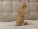 Un chaton Kinkalow joue avec un plumeau