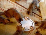 Des chatons Somali jouent avec un nouveau jouet