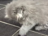 Un chaton Higland Fold qui s'amuse avec un jouet