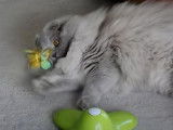 Un chaton Highland Fold joue avec un jouet papillon