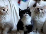 Des chatons British Longhair jouent avec un plumeau