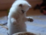 Deux chatons Highland Straight s'amusent avec un grattoir
