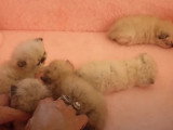 Des chatons Exotic Shorthair et Himalayen très calmes