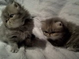 Deux chatons Persan cohabitent ensemble