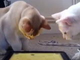 Deux Burmilla jouent avec une tablette