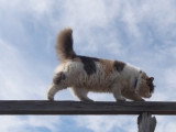 Un chat Aphrodite qui a le goût du risque