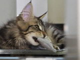 Un chaton Maine Coon joue avec une peluche dauphin