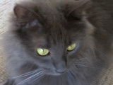 Un chat Nebelung attend pour jouer
