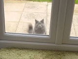 Un chat Nebelung miaule pour rentrer au chaud