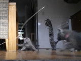 Des chatons Nebelung jouent avec un plumeau