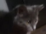 Un chaton Nebelung attaque la main de son maitre