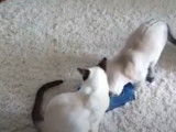 Des chats Siamois jouent avec une boite de mouchoirs