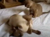 Des chatons Tonkinois qui se battent